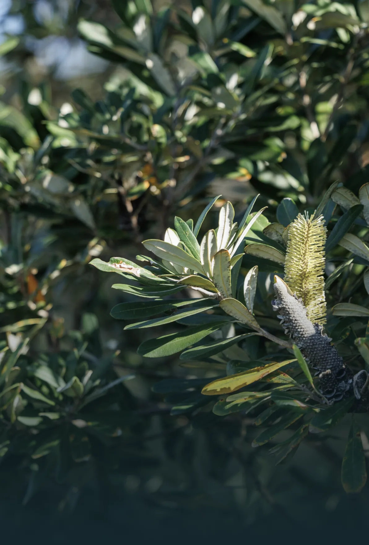 Banksia — native photography across the site